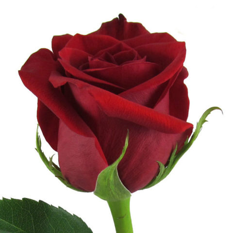 Red Freedom Roses...A Valentine's Day Favorite - Main Wholesale Florist