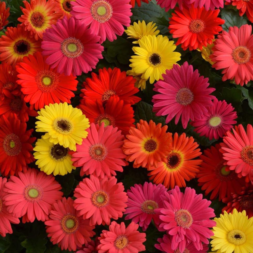 Gerbera Daisies - Main Wholesale Florist