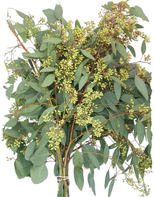 Seeded Eucalyptus | Main Wholesale Florist