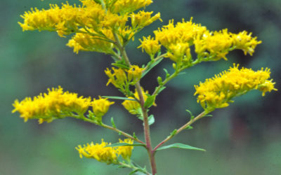 Solidago