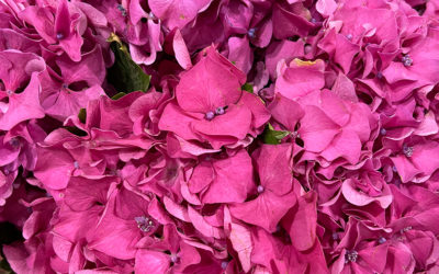 Hydrangea from Chile