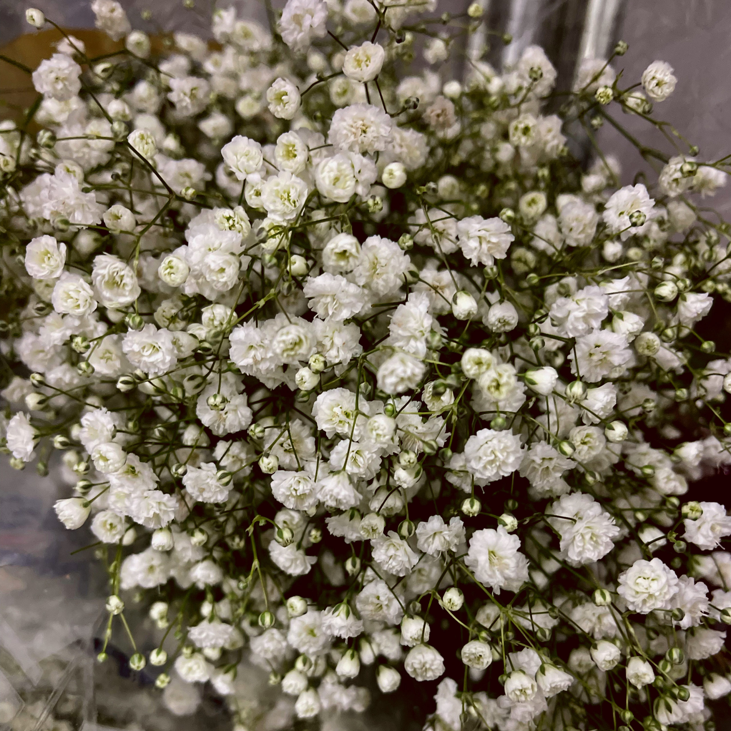 Gypsophila - Main Wholesale Florist