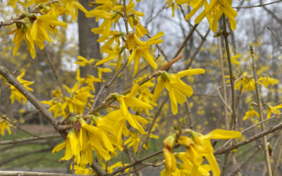 Forsythia