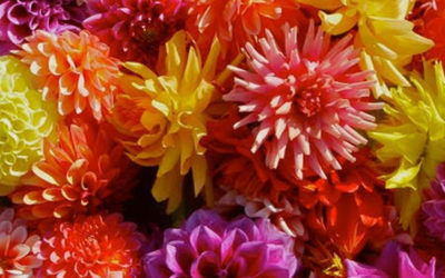 New Jersey Dahlias