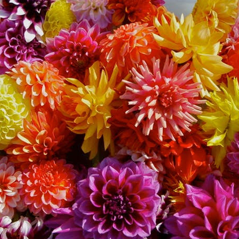 Dahlias Flowers Pennington Nj Best Flower Site