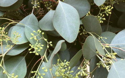 Seeded Eucalyptus