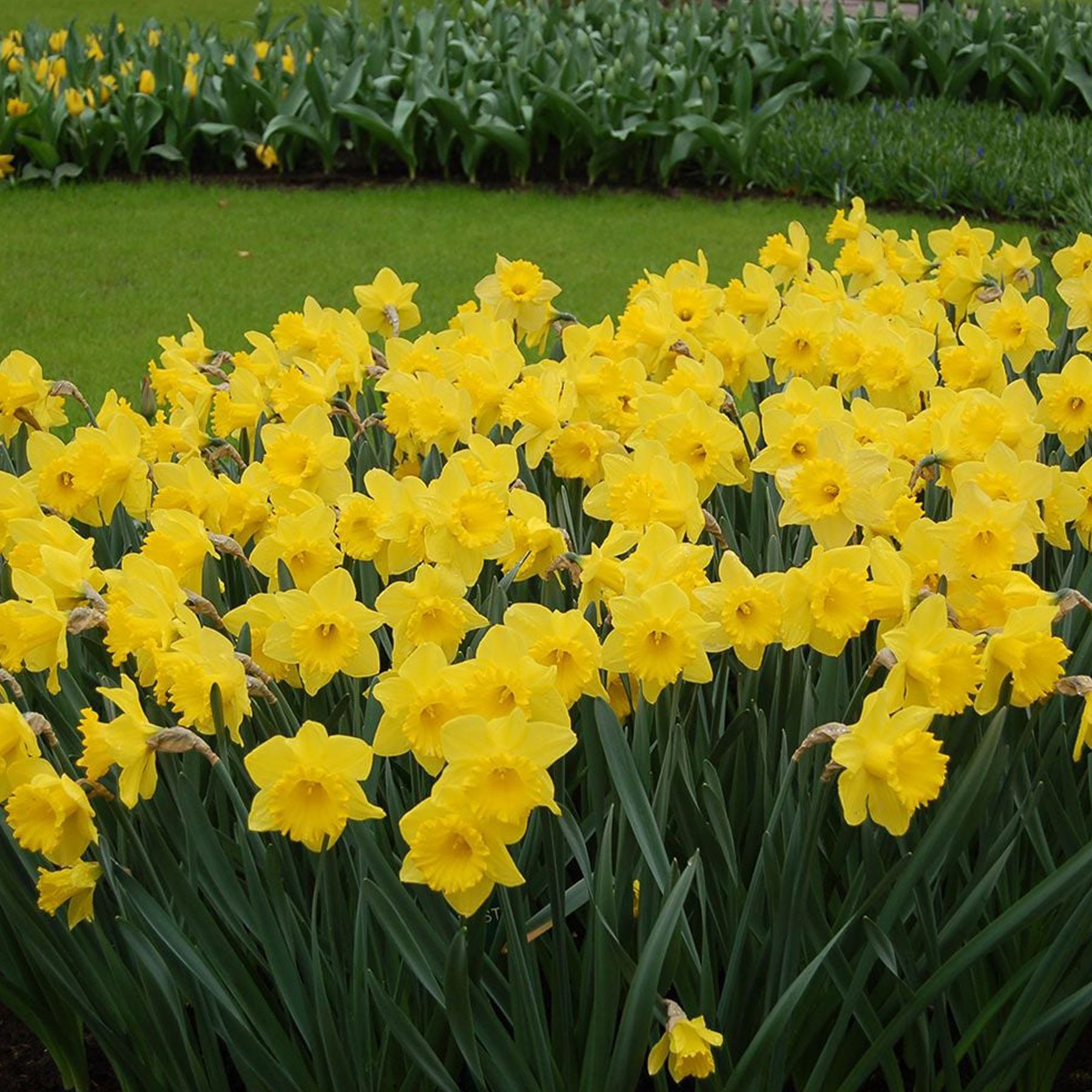 Dutch Master Daffodils - Main Wholesale Florist