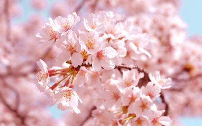 Pink Cherry Blossom