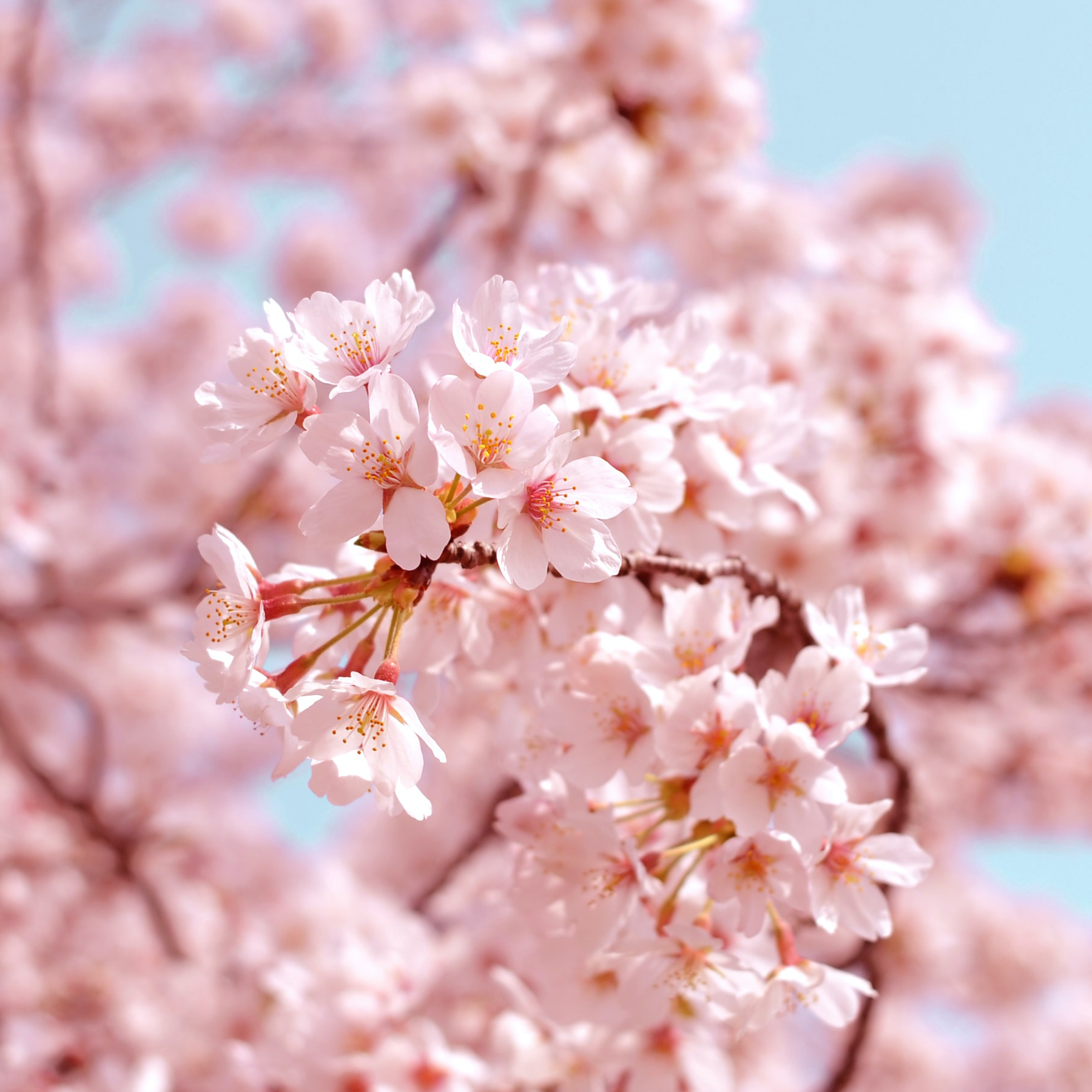 Cherry Blossoms from New Jersey - Main Wholesale Florist