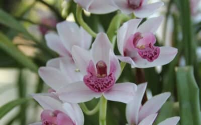 Cymbidium Orchids from New Zealand