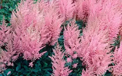 Astilbe Erica from Holland