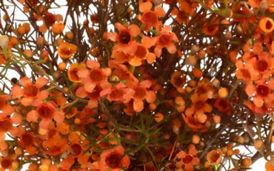 Painted Fall Colored Wax Flowers from Peru