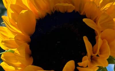 Sunflowers (Vincent’s) from California