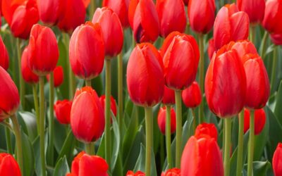 Dutch Tulips (Christmas Colors)