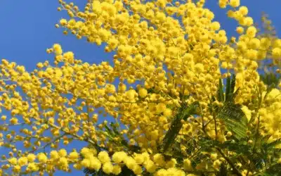 Mimosa Flowers from Italy